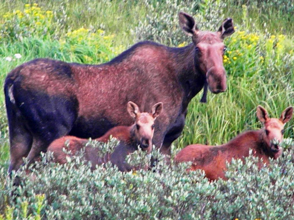 Medicine Bow Lodge Tenmile Екстер'єр фото